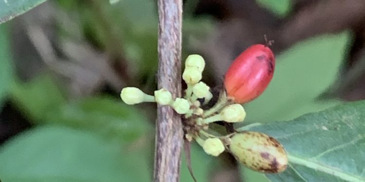 Nova espécie de planta do Cerrado é descoberta em reserva particular em Goiás
