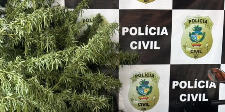 POLÍCIA CIVIL DEFLAGRA OPERAÇÃO CERCO FECHADO EM SANTA BÁRBARA DE GOIÁS; FORAM CUMPRIDOS 04 MANDADOS DE PRISÃO E 07 DE BUSCA E APREENSÃO; AO FINAL, 03 FORAM PRESOS EM FLAGRANTE DELITO
