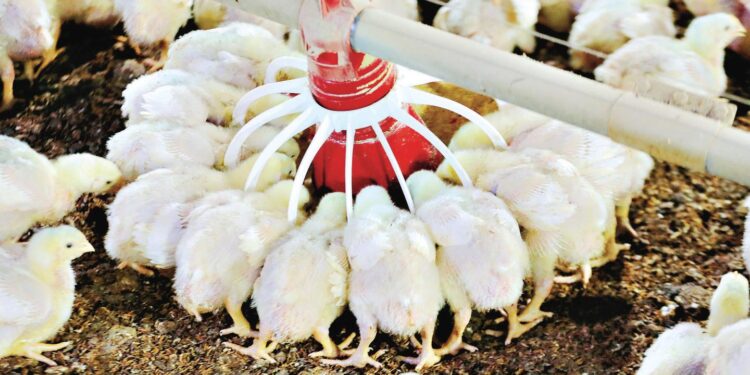 Dois novos casos suspeitos de gripe aviária são investigados em Goiás pela Agrodefesa